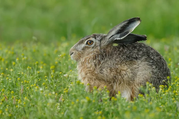 Conejo juvenil joven —  Fotos de Stock