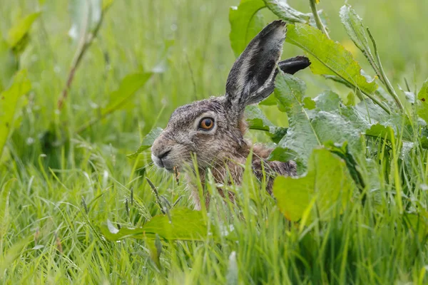 Jeune lapin juvénile — Photo