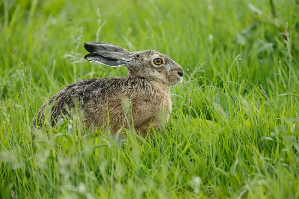 Ung juvenil kanin — Stockfoto