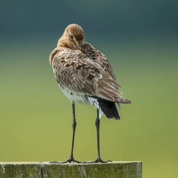 Svart tailed Myrspov — Stockfoto