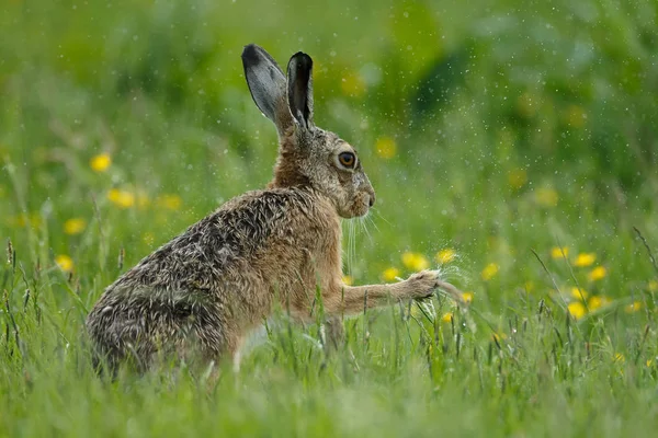 Genç Juvenil tavşan — Stok fotoğraf