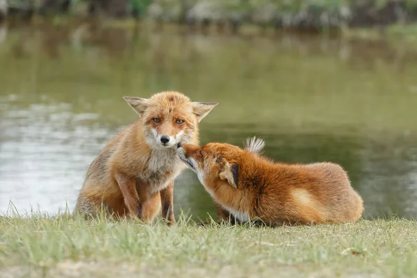 Familia de zorros rojos —  Fotos de Stock