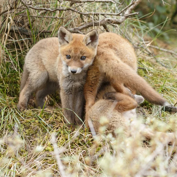 Keluarga Red Fox. — Stok Foto