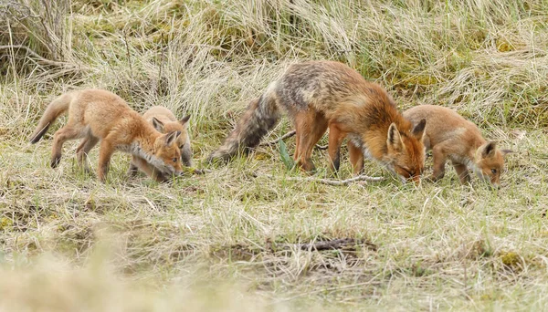 Família das raposas vermelhas — Fotografia de Stock