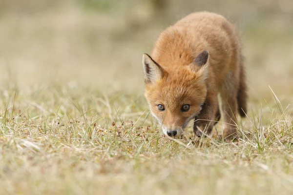 Red Fox dier — Stockfoto