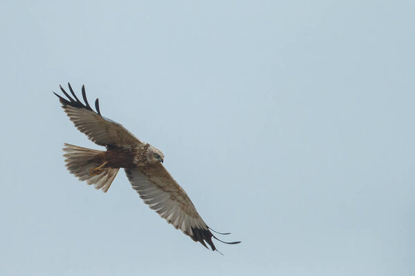 Marsh Harrier in flight