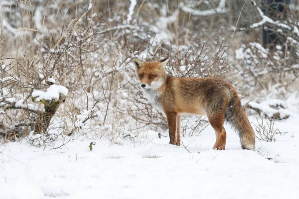 Red fox in wintertime — Stock Photo, Image