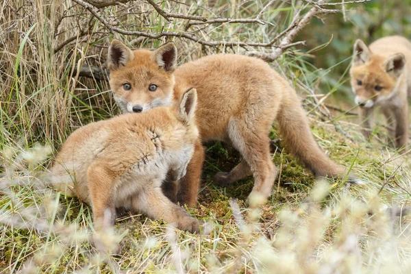 Familia de zorros rojos — Foto de Stock