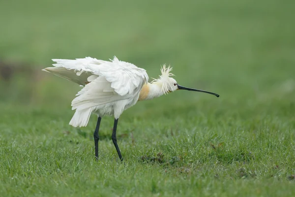 Pájaro carey blanco — Foto de Stock