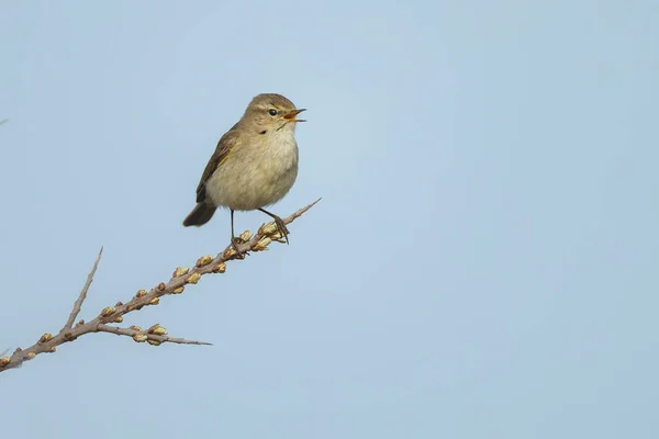 Chiffchaff comune su un ramoscello — Foto Stock