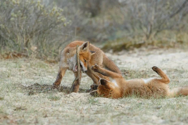 Червоний лисиць сім'ї — стокове фото