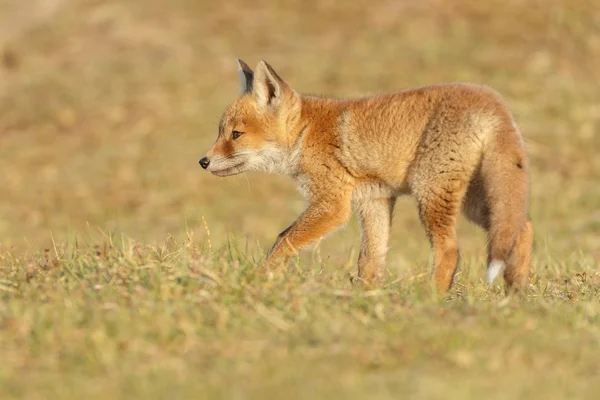 Red Fox zvíře — Stock fotografie