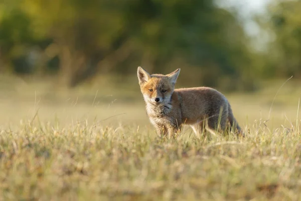 Volpe rossa animale — Foto Stock