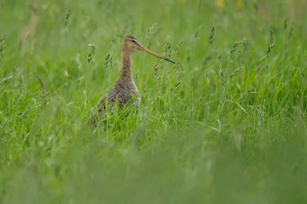 Zwarte tailed godwit — Stockfoto