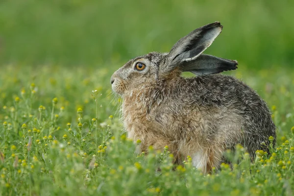 Ung juvenil kanin — Stockfoto