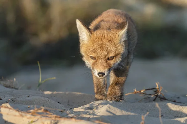 Red Fox zvíře — Stock fotografie