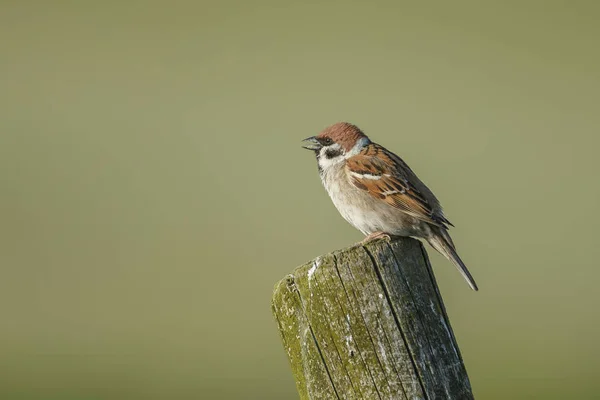 Bird resting on a pole — Stock Photo, Image