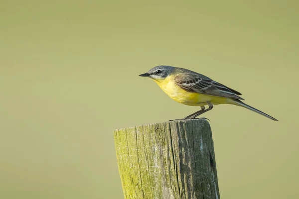 Wagtail západní — Stock fotografie