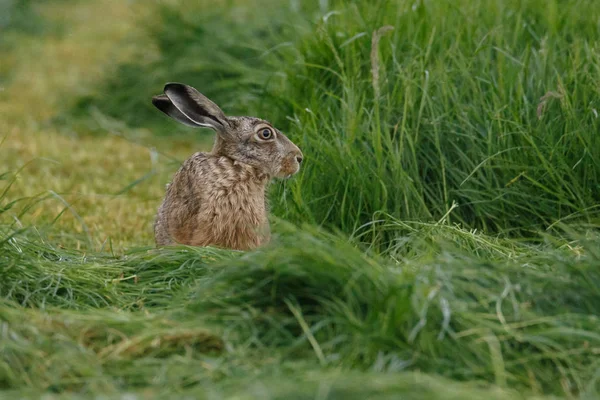 Young juvenile rabbit — Stock Photo, Image