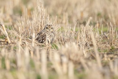 Güzel güneş ışığı altında oturan Kısa kulaklı baykuş