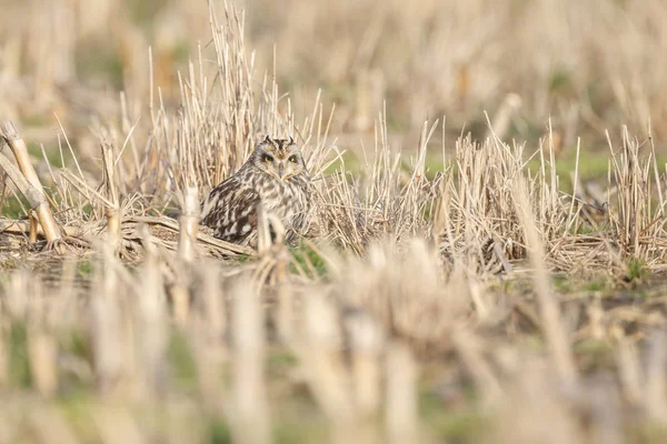 Güzel güneş ışığı altında oturan Kısa kulaklı baykuş