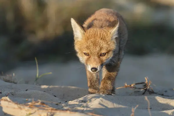 Red Fox dier — Stockfoto