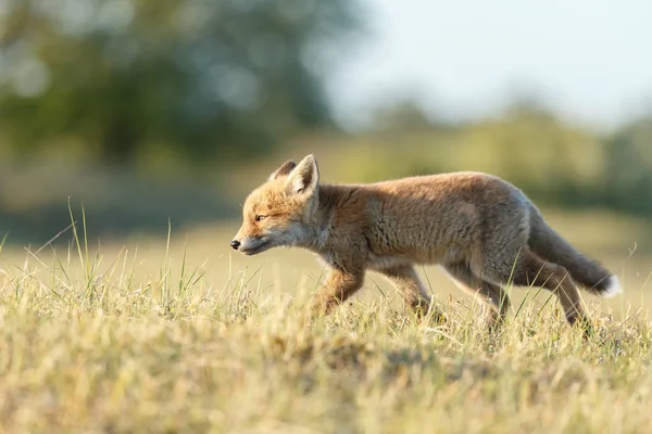 Volpe rossa animale — Foto Stock