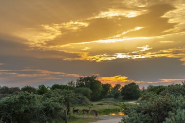 Alageyik ayakta doğada 