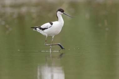 Suda yürüme alaca kılıçgaga