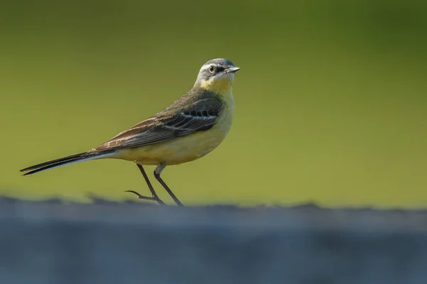 Bachstelze — Stockfoto