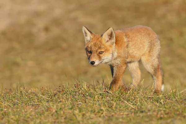 Rotfuchs in der Natur — Stockfoto