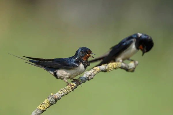 Hirondelles rustiques dans la nature — Photo