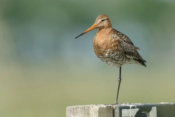 Una gran garra en el lago — Foto de stock © MennoSchaefer #156140384