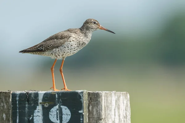 Redshank juvenil om um pólo — Fotografia de Stock