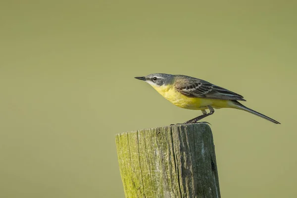 Wagtail amarelo ocidental — Fotografia de Stock