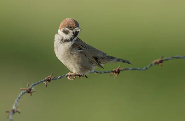 Tree sparrow on wire — Stock Photo, Image