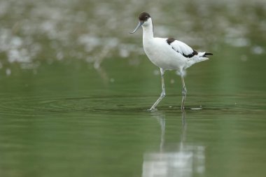 Suda yürüme alaca kılıçgaga