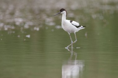 Suda yürüme alaca kılıçgaga