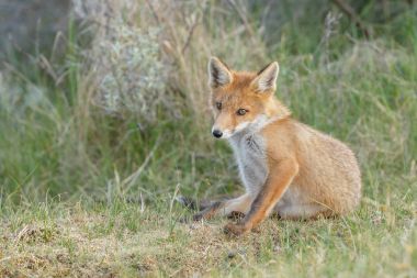 kızıl tilki doğada