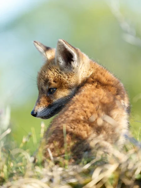 Raposa vermelha na natureza — Fotografia de Stock