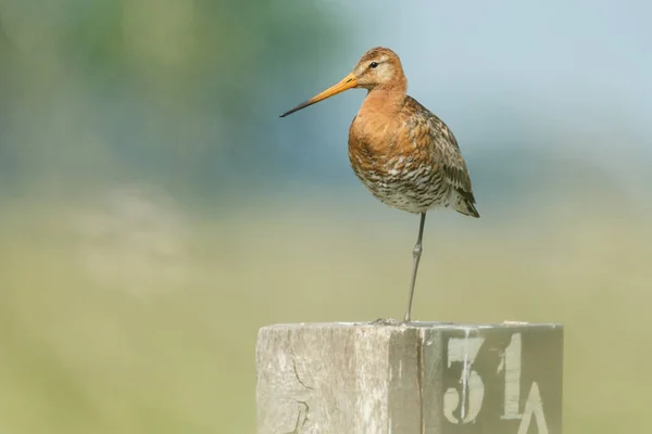 Redshank 청소년 옴 기둥 — 스톡 사진