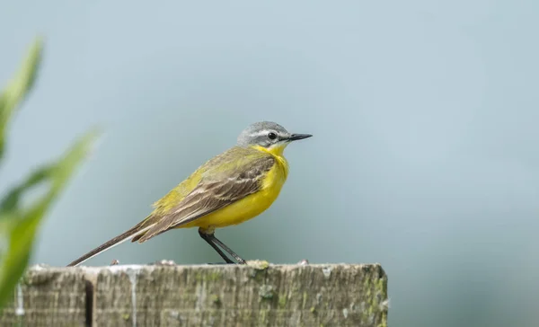 Western yellow wagtail — Stock Photo, Image