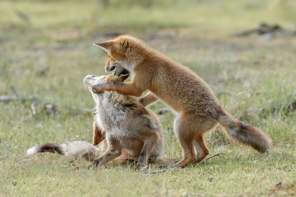 Kırmızı tilki aile