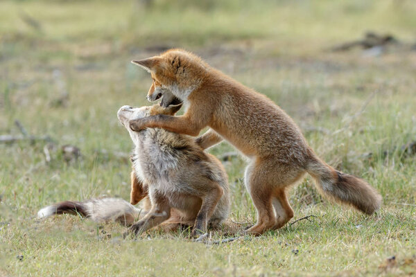 Red foxes family