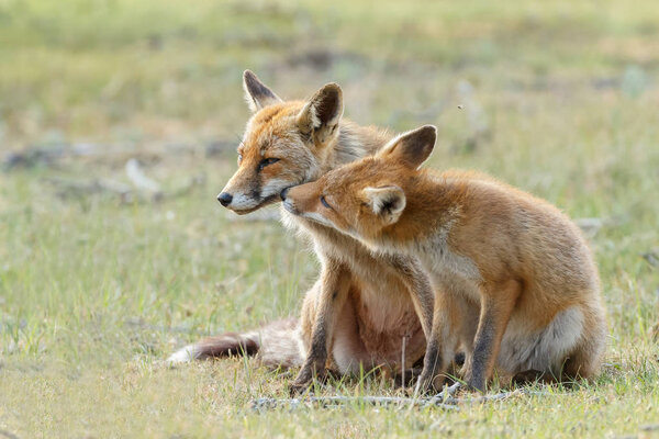 Red foxes family