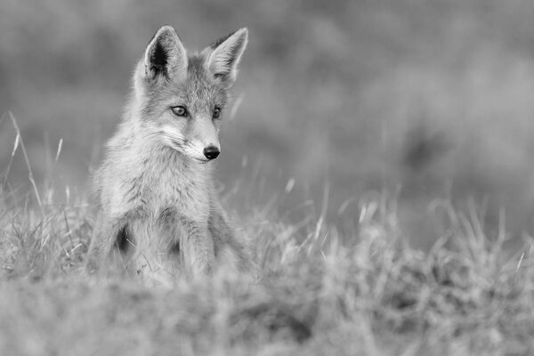 Red fox animal in nature.Black and white