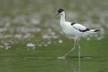 Suda yürüme alaca kılıçgaga