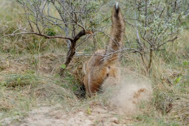 Kızıl Tilki avcılık av için