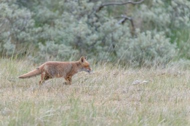 kızıl tilki doğada