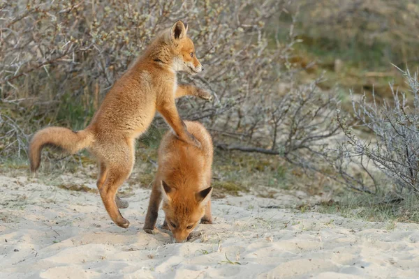 Família das raposas vermelhas — Fotografia de Stock